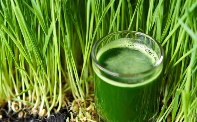 Wheatgrass Treatment for Cancer