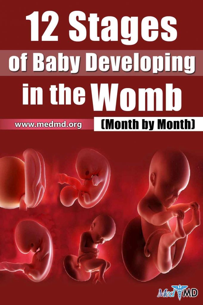12-stages-of-baby-developing-in-the-womb-month-by-month